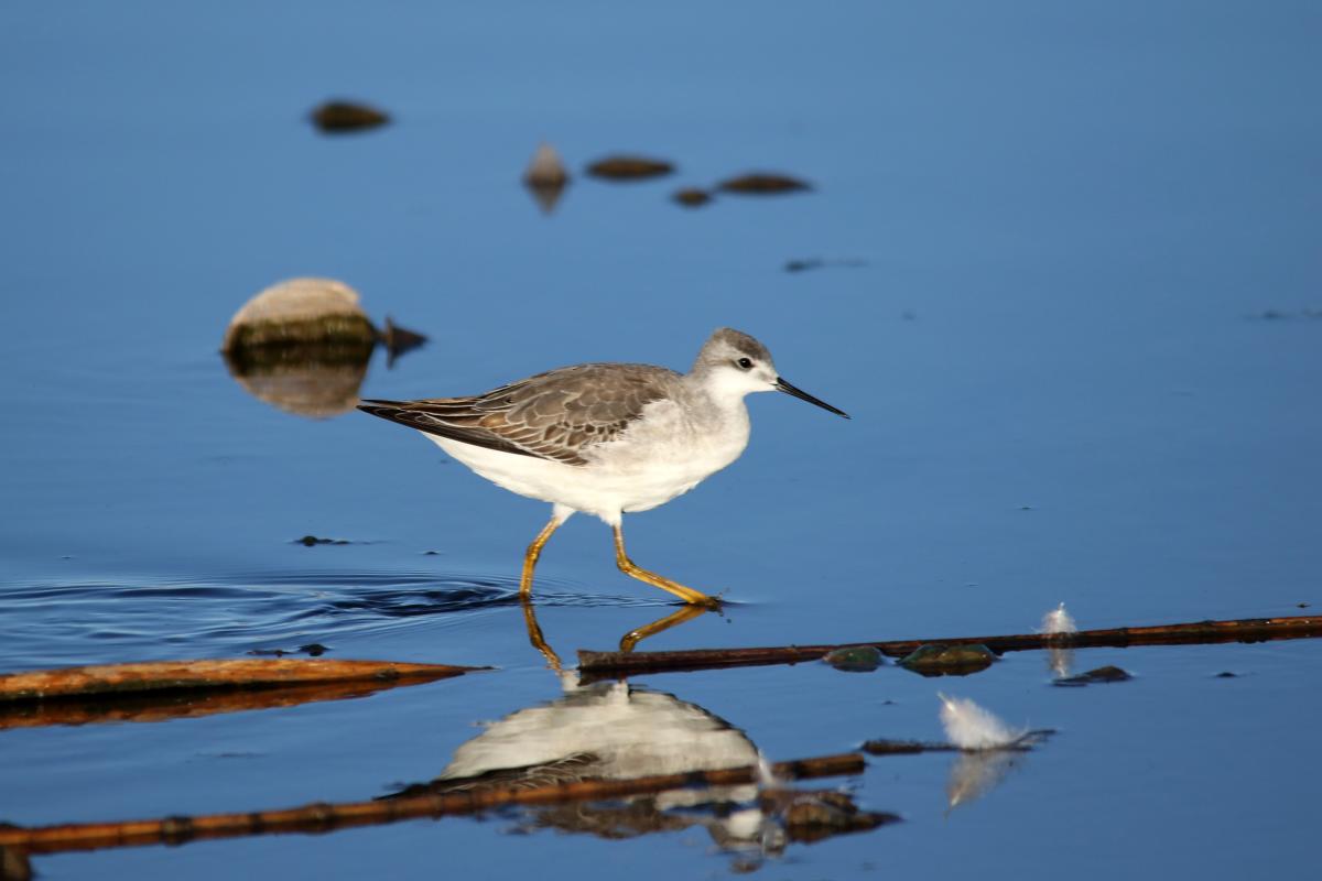 Wilson's phalarope (Phalaropus tricolor)