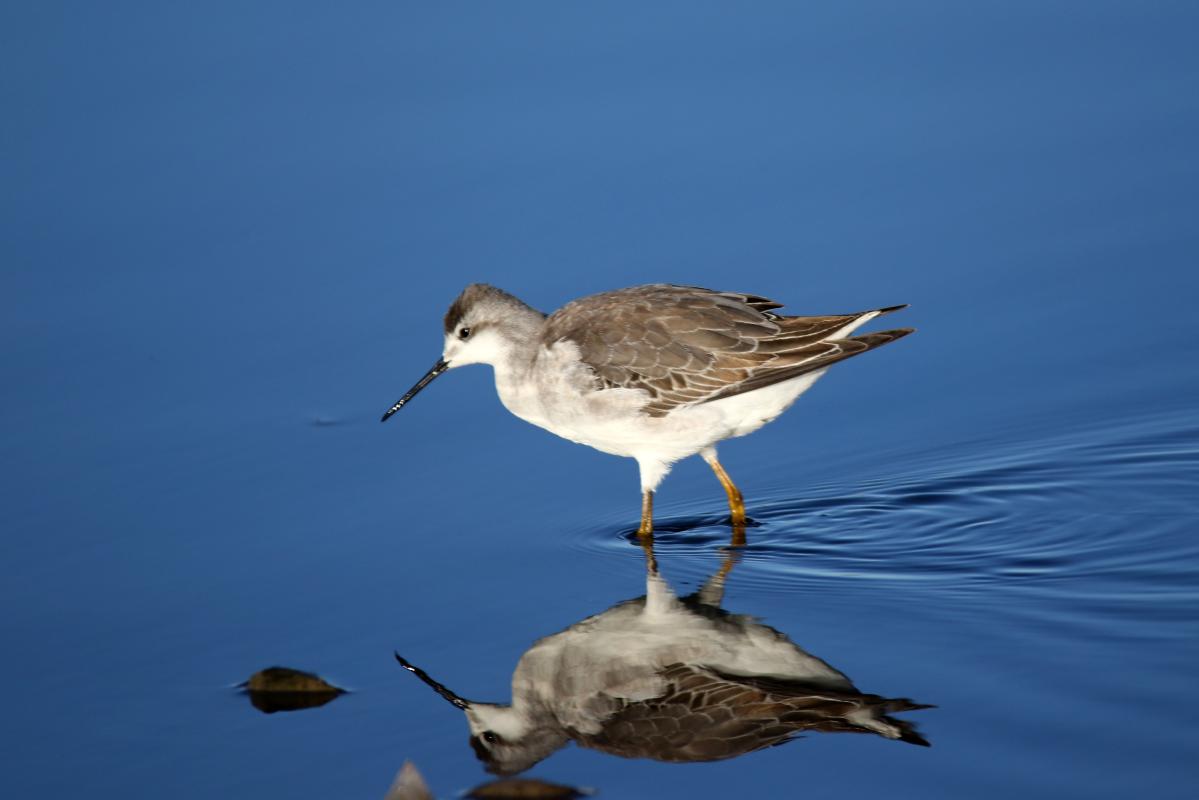 Wilson's phalarope (Phalaropus tricolor)