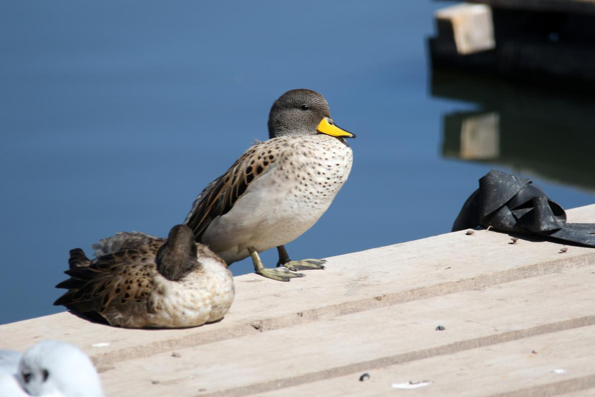 Yellow-billed teal (Anas flavirostris)