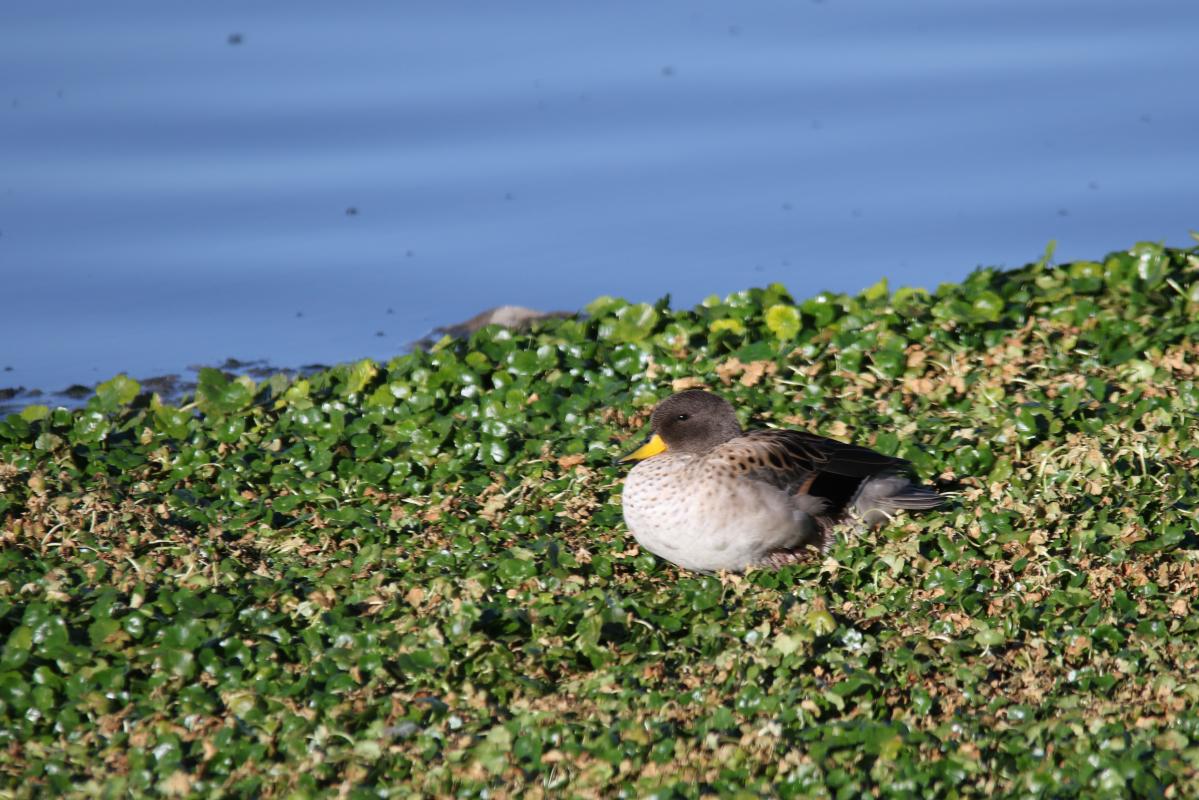Yellow-billed teal (Anas flavirostris)