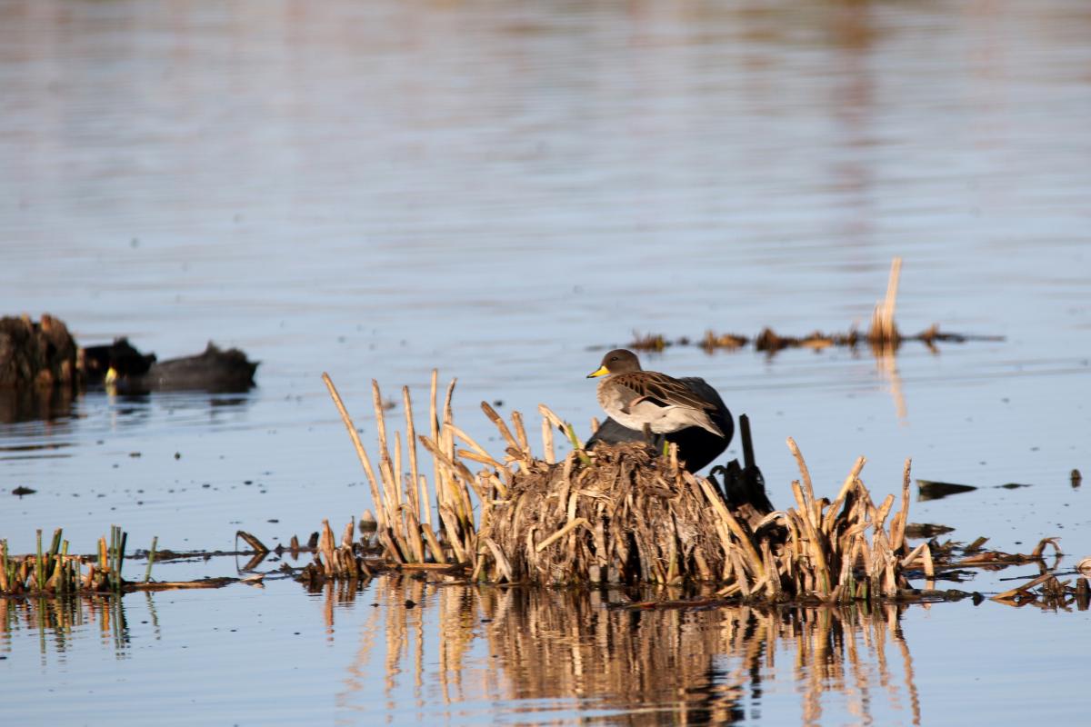 Yellow-billed teal (Anas flavirostris)
