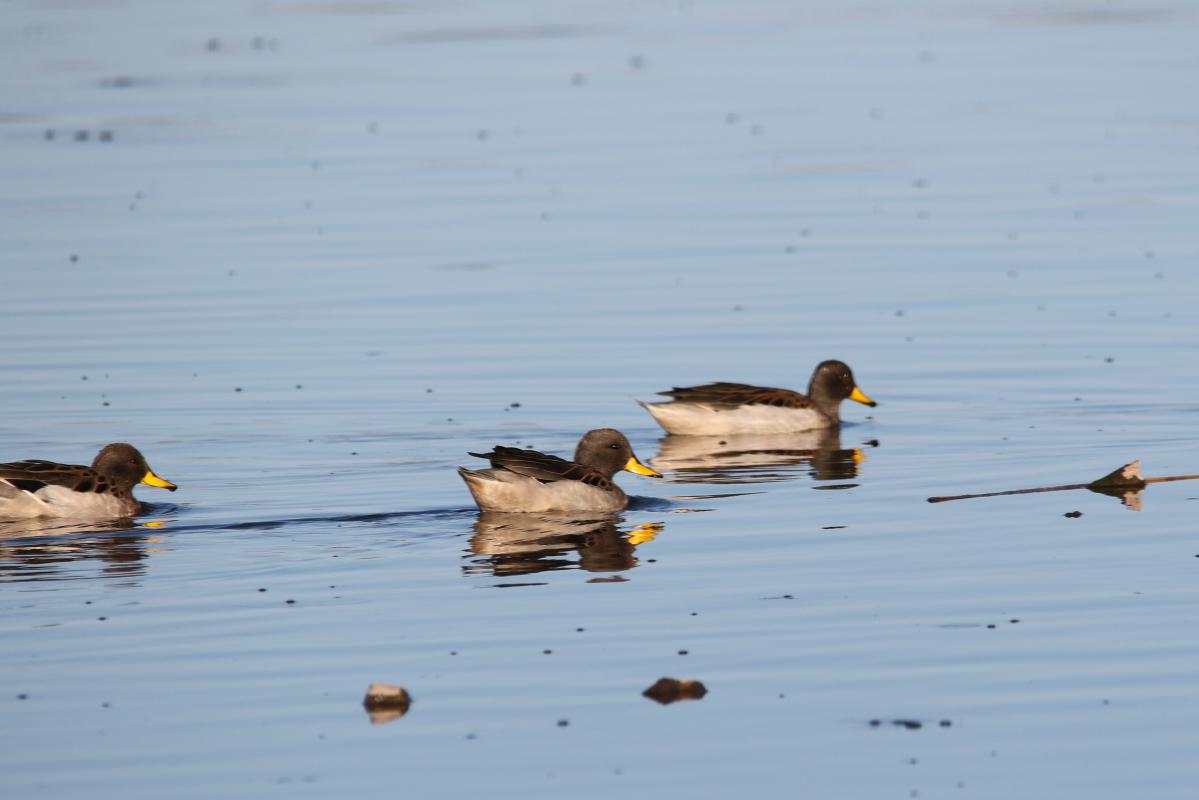 Yellow-billed teal (Anas flavirostris)