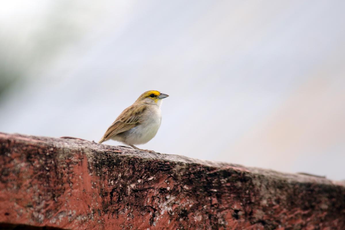 Yellow-browed sparrow (Ammodramus aurifrons)
