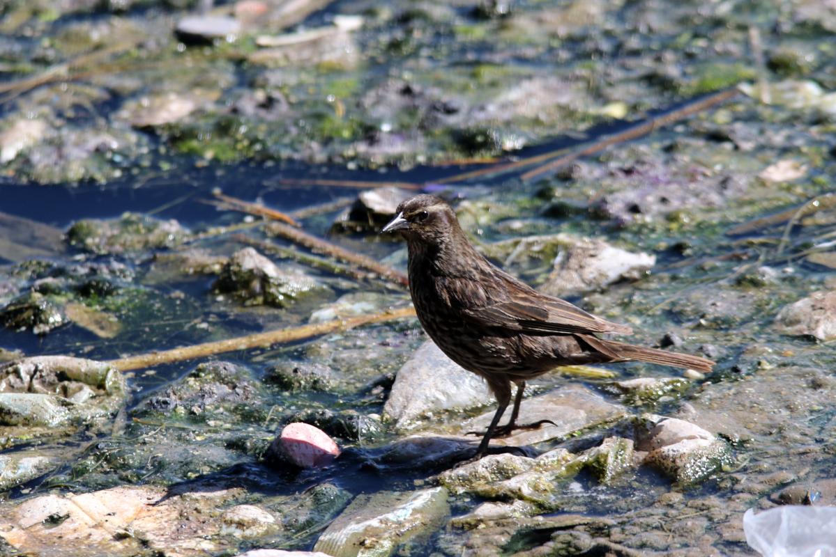 Yellow-winged blackbird (Agelasticus thilius)