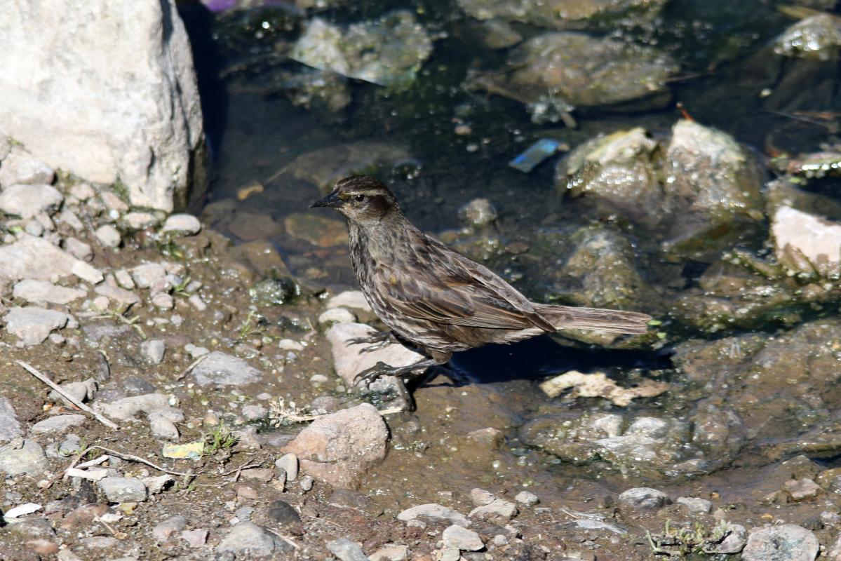 Yellow-winged blackbird (Agelasticus thilius)