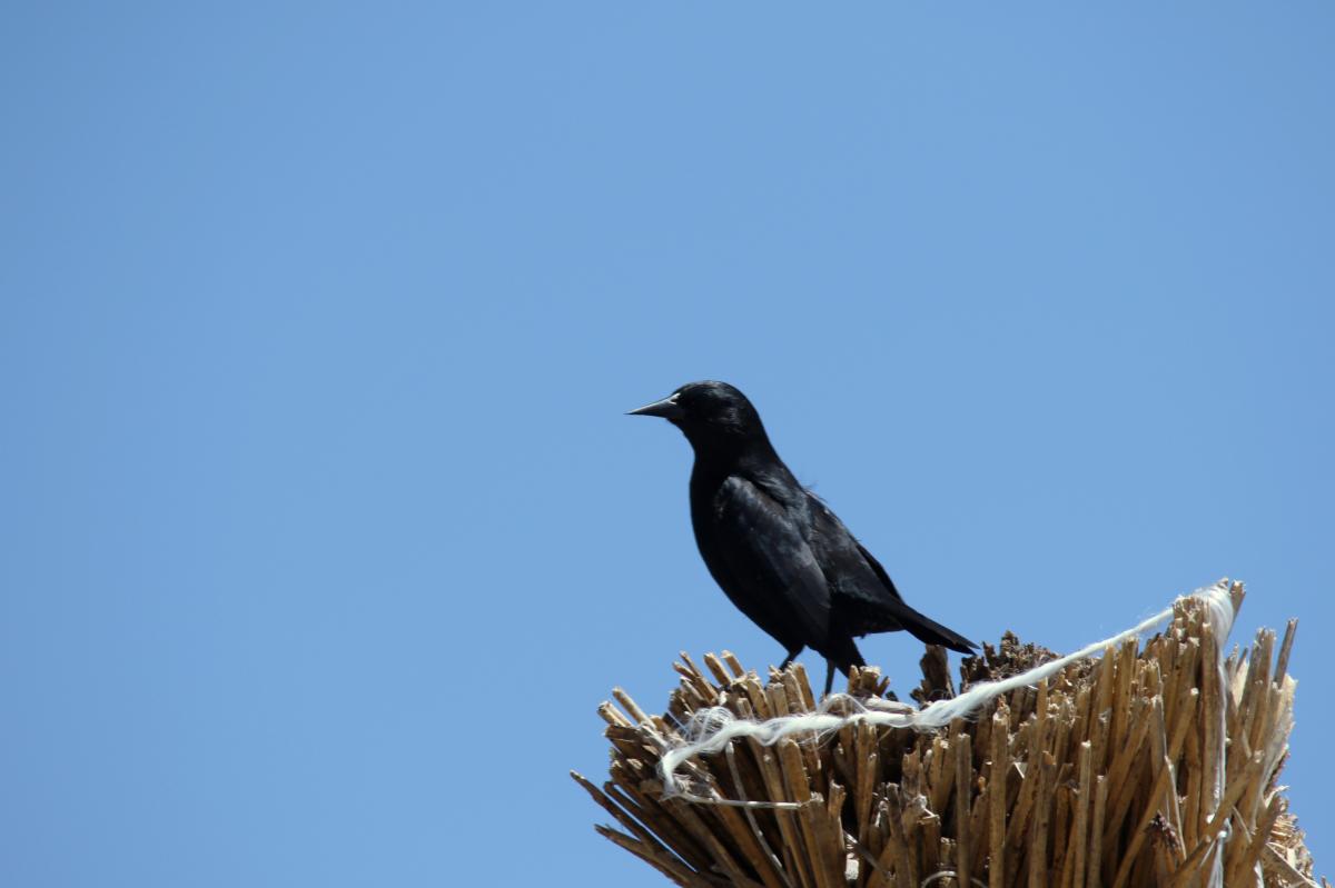 Yellow-winged blackbird (Agelasticus thilius)