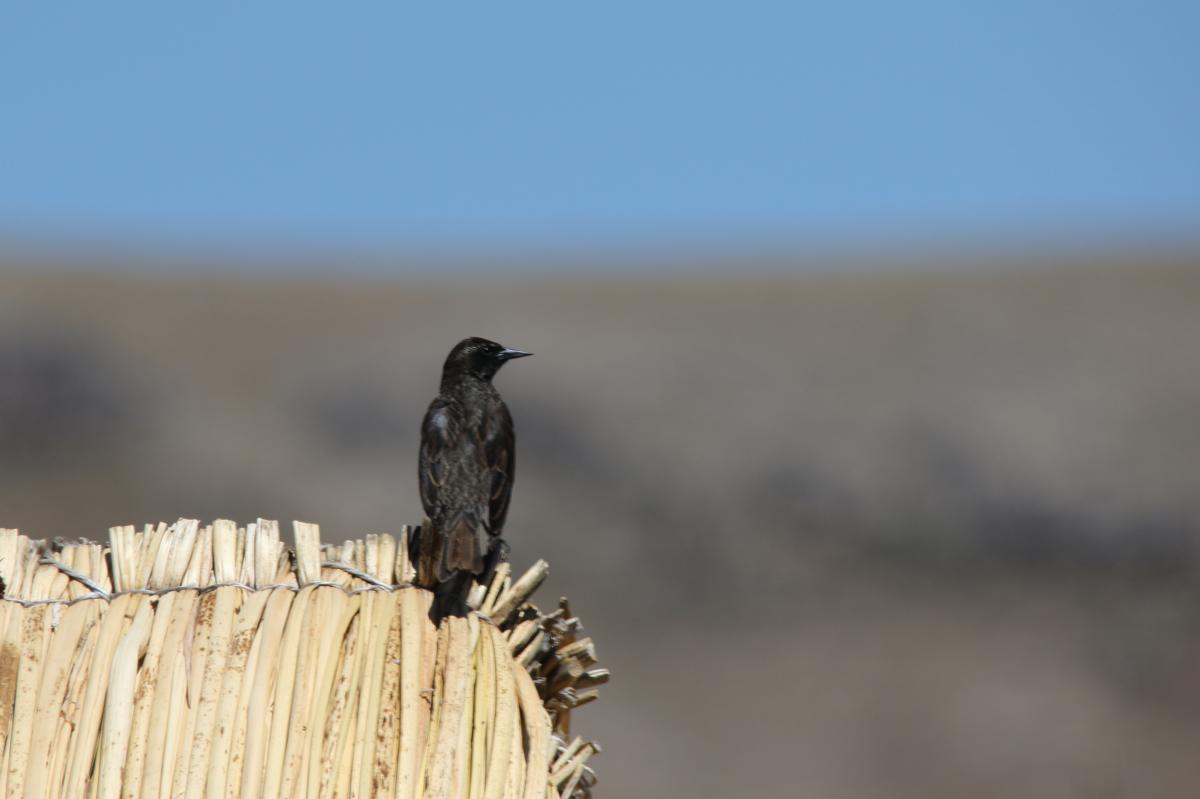 Yellow-winged blackbird (Agelasticus thilius)