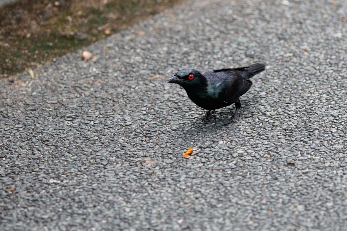Asian glossy starling (Aplonis panayensis)
