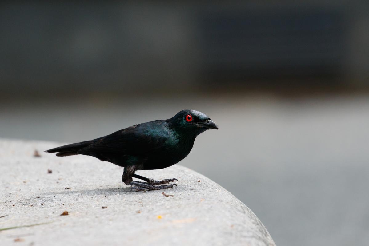 Asian glossy starling (Aplonis panayensis)