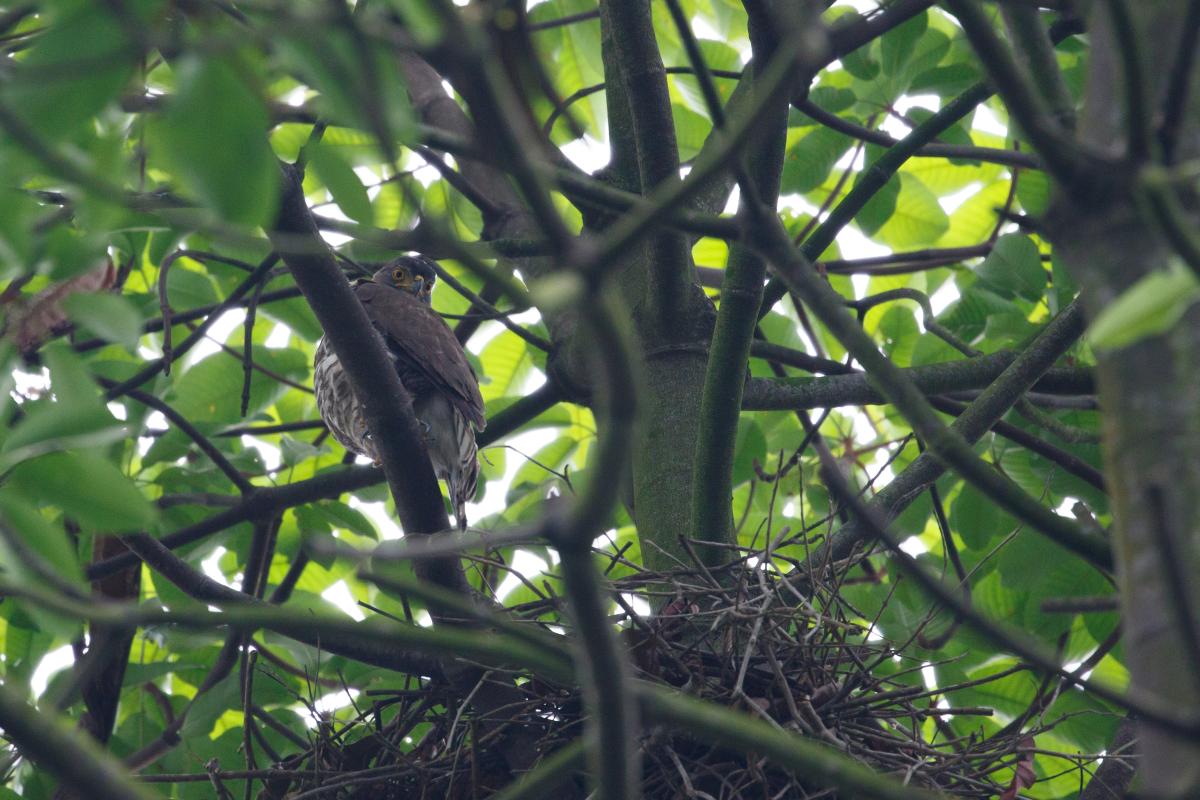 Crested goshawk (Accipiter trivirgatus)