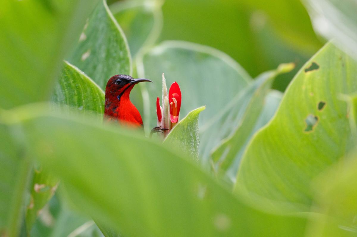 Crimson sunbird (Aethopyga siparaja)