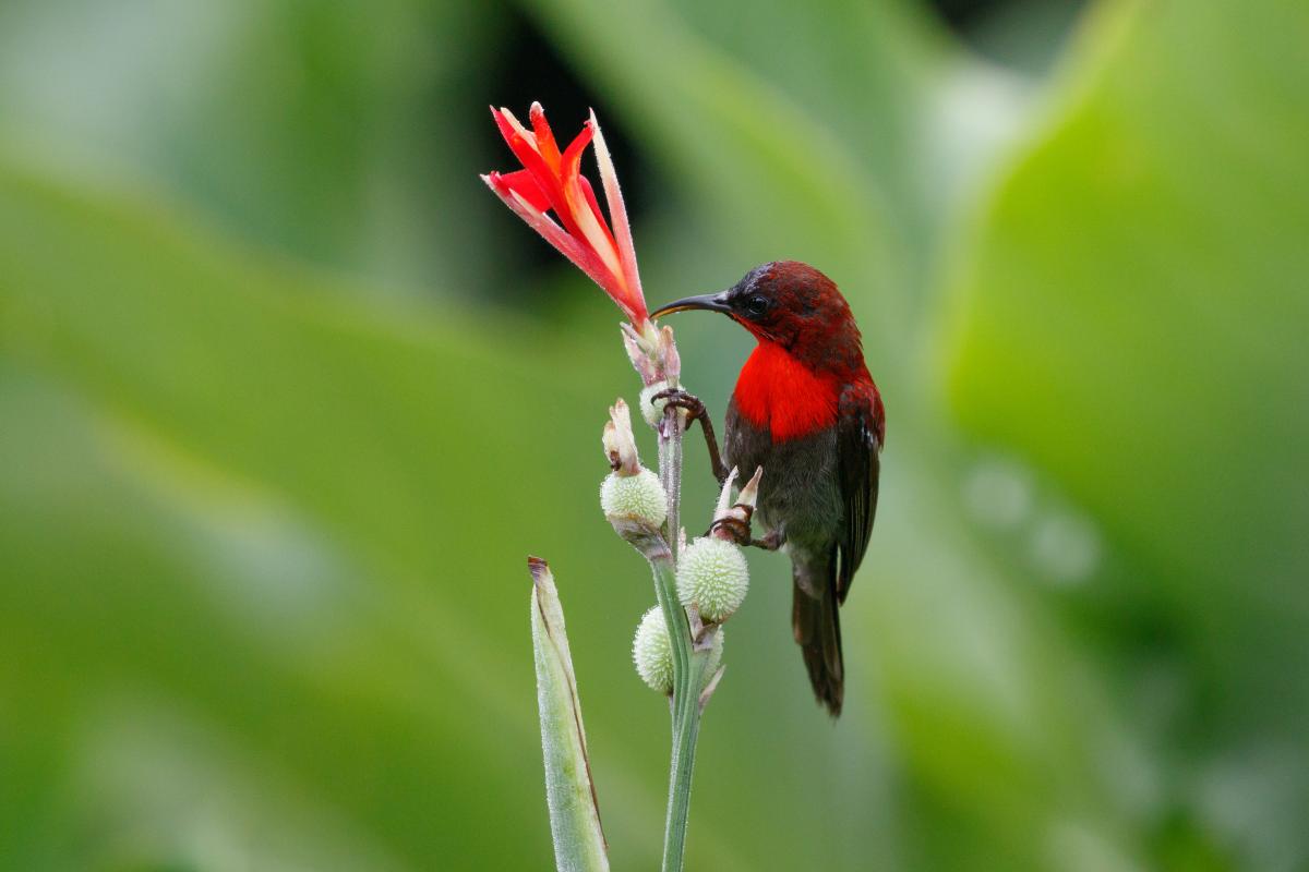 Crimson sunbird (Aethopyga siparaja)