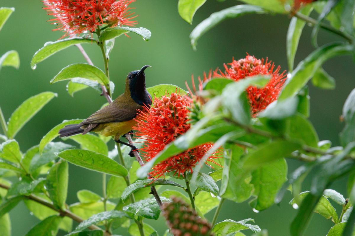 Olive-backed sunbird (Cinnyris jugularis)