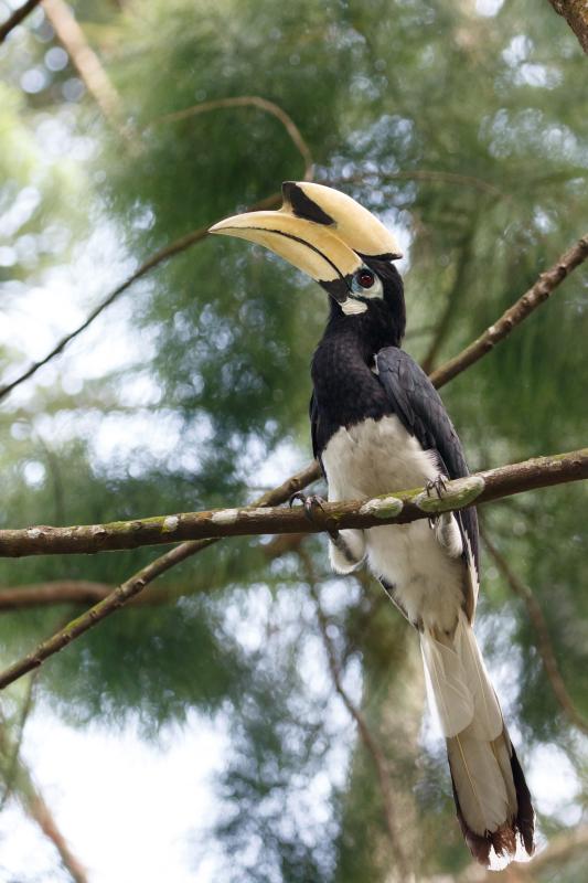 Oriental pied hornbill (Anthracoceros albirostris), Orchard Stn Exit 13, Singapore, Singapore, 2016-06-03 Oriental pied hornbill (Anthracoceros albirostris)