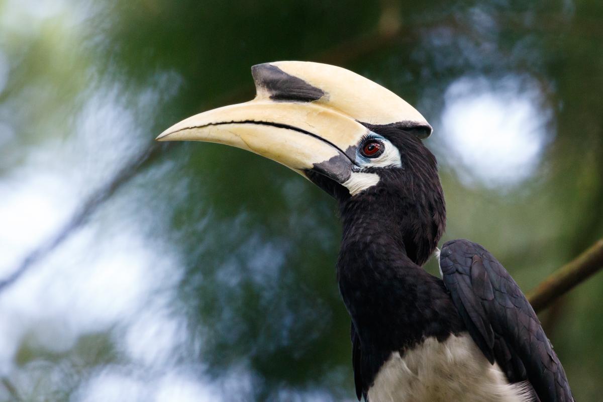 Oriental pied hornbill (Anthracoceros albirostris), Orchard Stn Exit 13, Singapore, Singapore, 2016-06-03 Oriental pied hornbill (Anthracoceros albirostris)