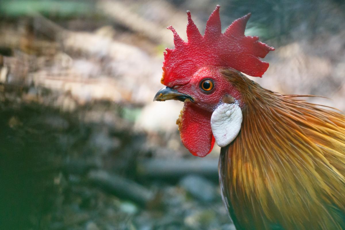 Red junglefowl (Gallus gallus)
