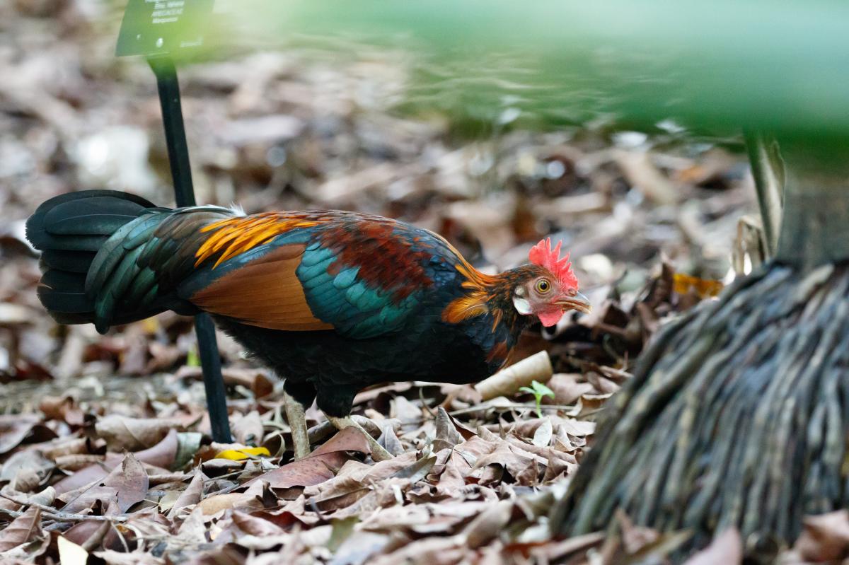 Red junglefowl (Gallus gallus)