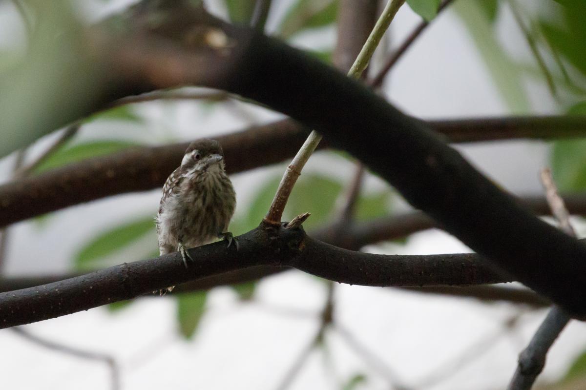 Sunda pygmy woodpecker (Yungipicus moluccensis), Bedok, Singapore, Singapore, 2016-08-27 Sunda pygmy woodpecker (Yungipicus moluccensis)