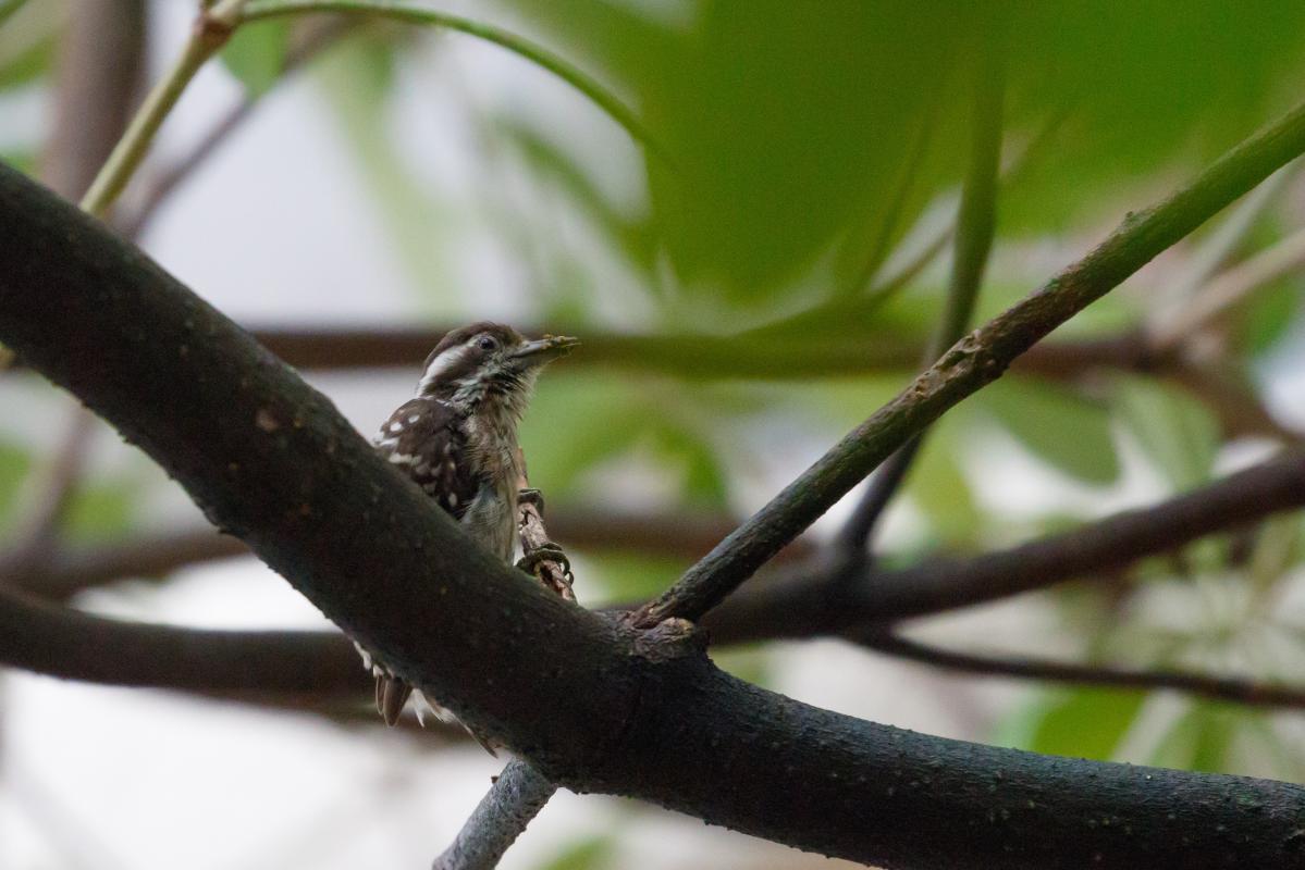 Sunda pygmy woodpecker (Yungipicus moluccensis), Bedok, Singapore, Singapore, 2016-08-27 Sunda pygmy woodpecker (Yungipicus moluccensis)