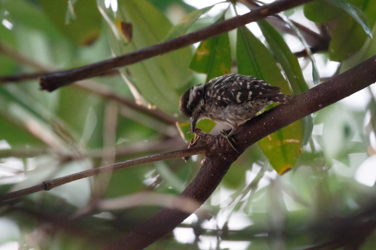 Sunda pygmy woodpecker (Yungipicus moluccensis), Bedok, Singapore, Singapore, 2016-08-27 Sunda pygmy woodpecker (Yungipicus moluccensis)