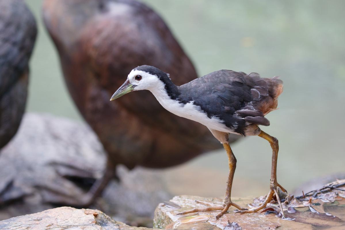 White-breasted waterhen (Amaurornis phoenicurus)