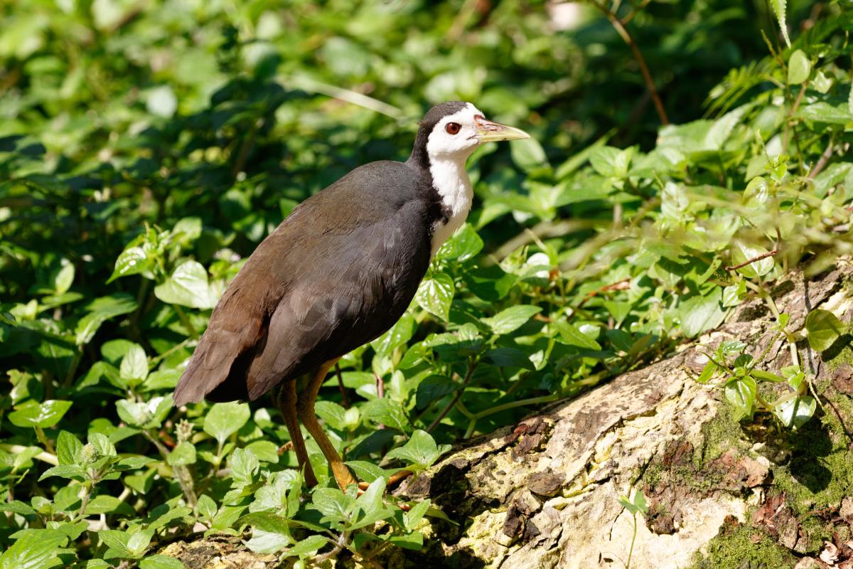 White-breasted waterhen (Amaurornis phoenicurus)