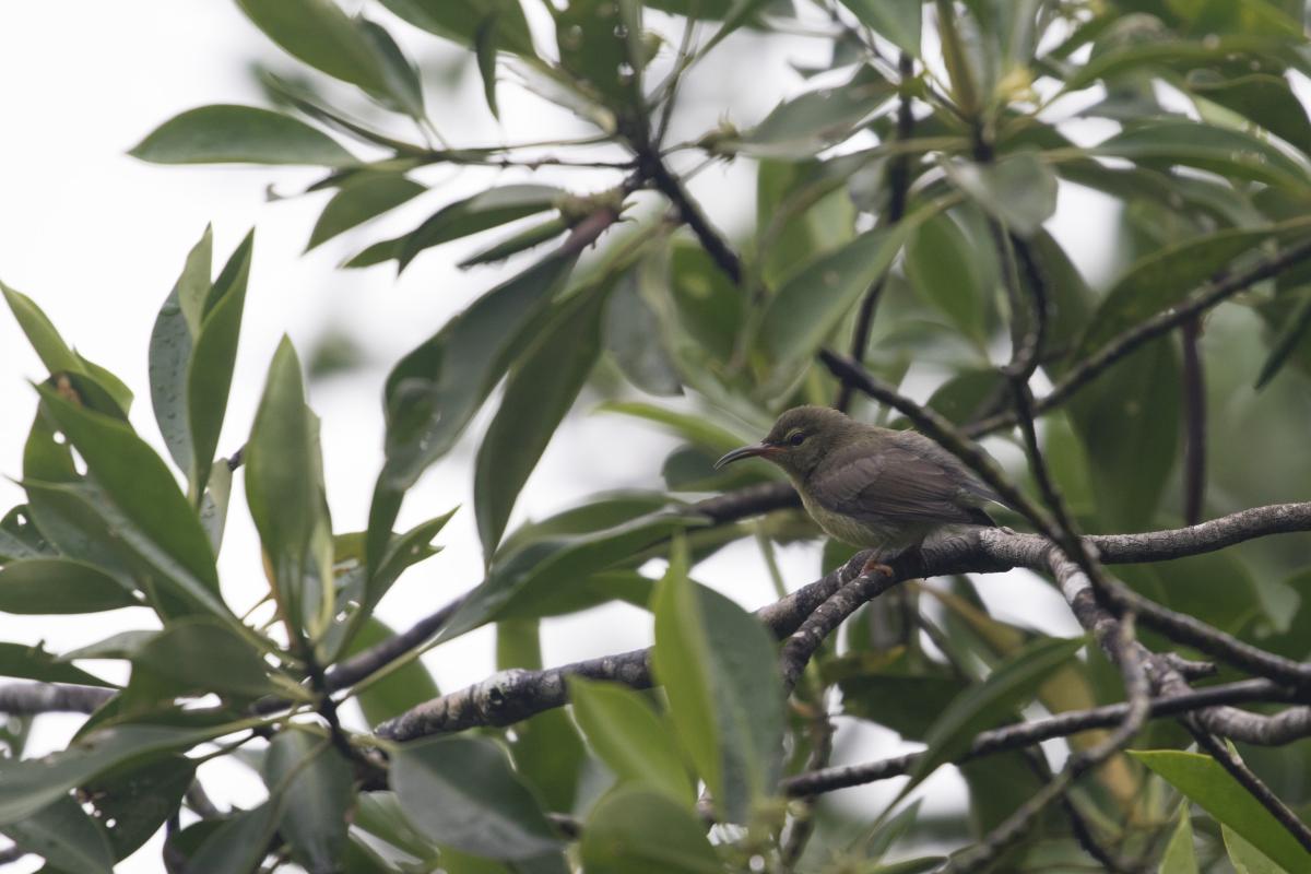 Copper-throated sunbird (Leptocoma calcostetha), Lim Chu Kang, Singapore, Singapore, 2017-06-23 Copper-throated sunbird (Leptocoma calcostetha)