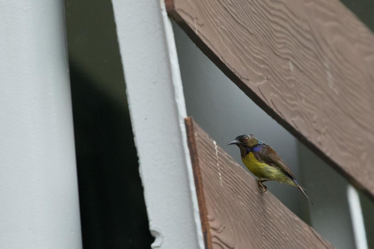 Olive-backed sunbird (Cinnyris jugularis)