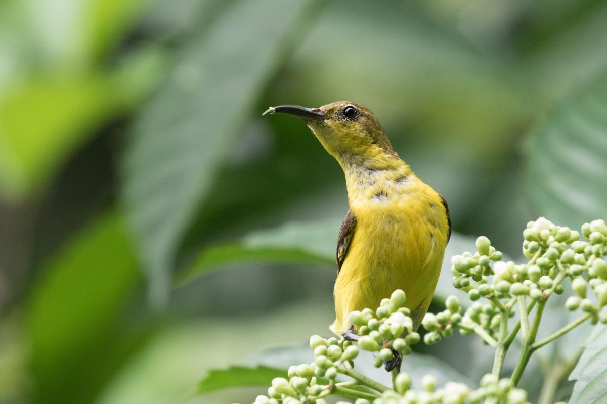 Olive-backed sunbird (Cinnyris jugularis)