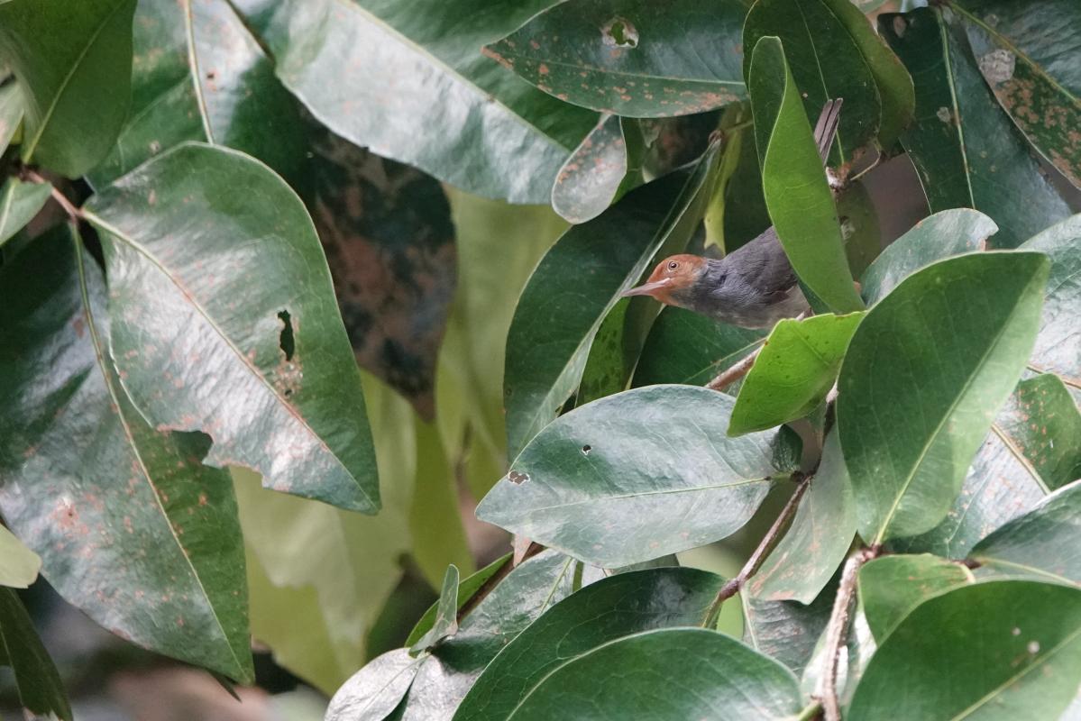 Ashy tailorbird (Orthotomus ruficeps)