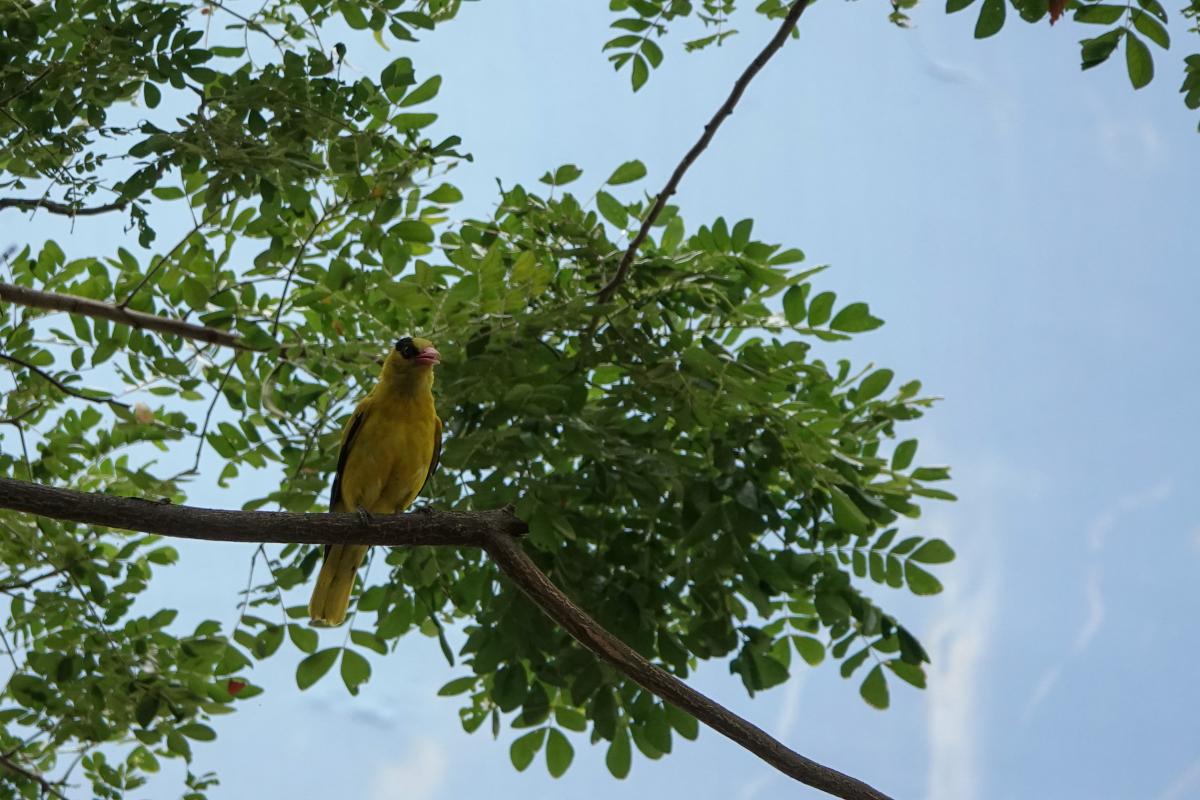 Black-naped oriole (Oriolus chinensis)