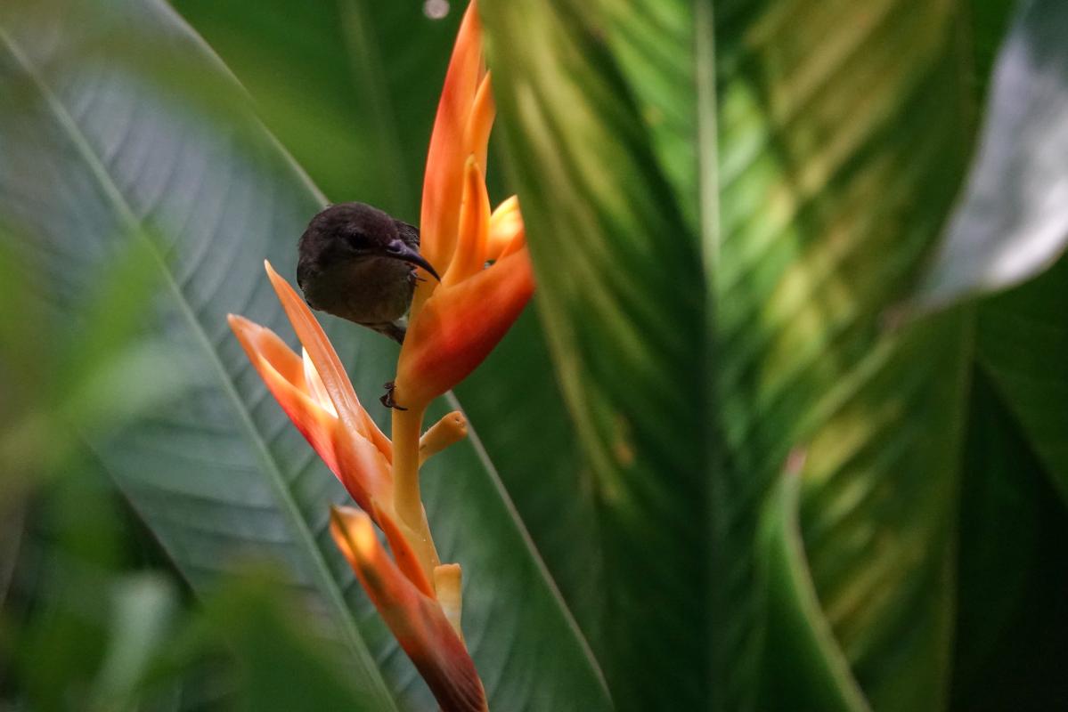 Brown-throated sunbird (Anthreptes malacensis)