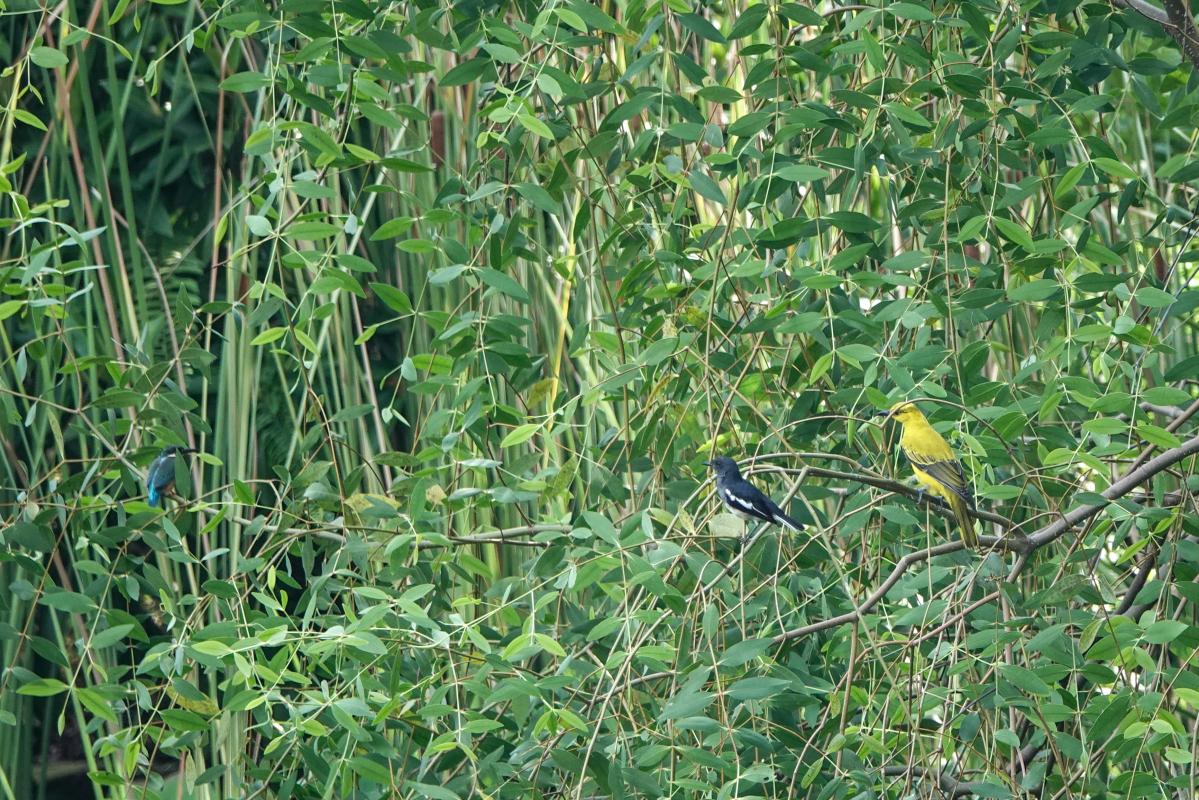 Common kingfisher (Alcedo atthis)