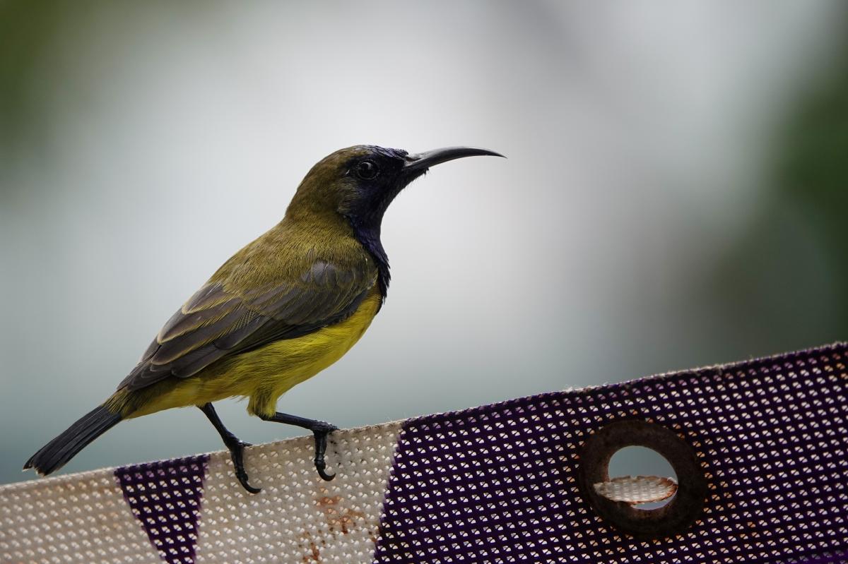 Olive-backed sunbird (Cinnyris jugularis)