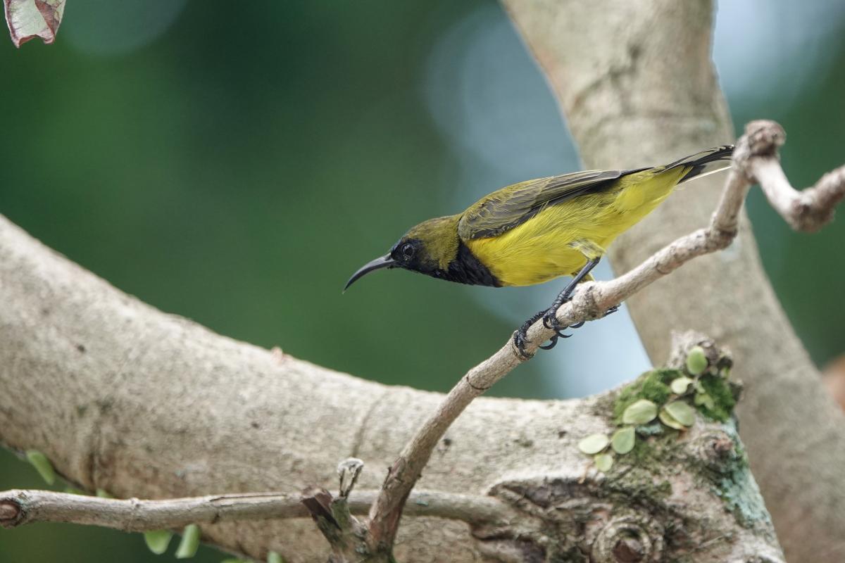 Olive-backed sunbird (Cinnyris jugularis)