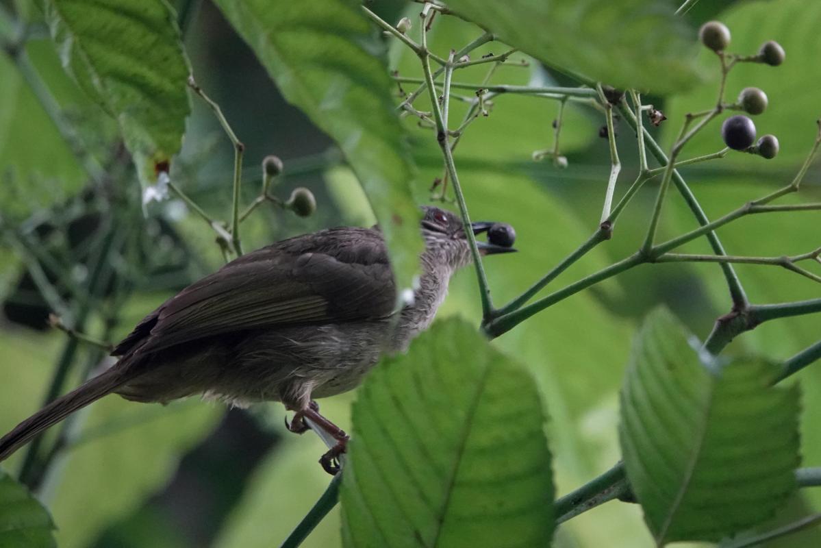Olive-winged bulbul (Pycnonotus plumosus)