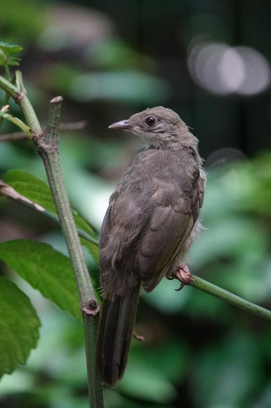 Olive-winged bulbul (Pycnonotus plumosus)