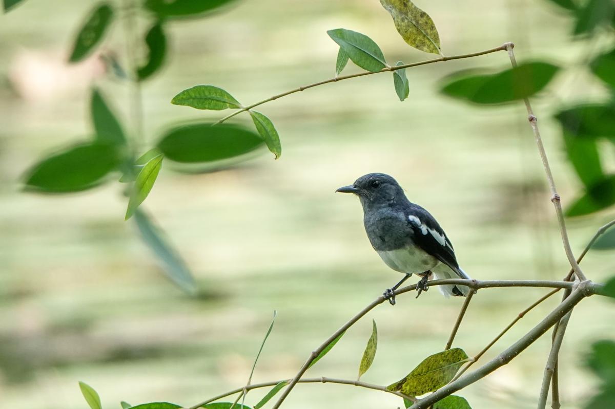 Oriental magpie-robin (Copsychus saularis)