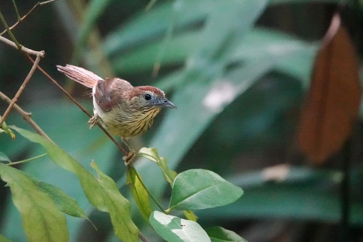 Pin-striped tit-babbler (Mixornis gularis)