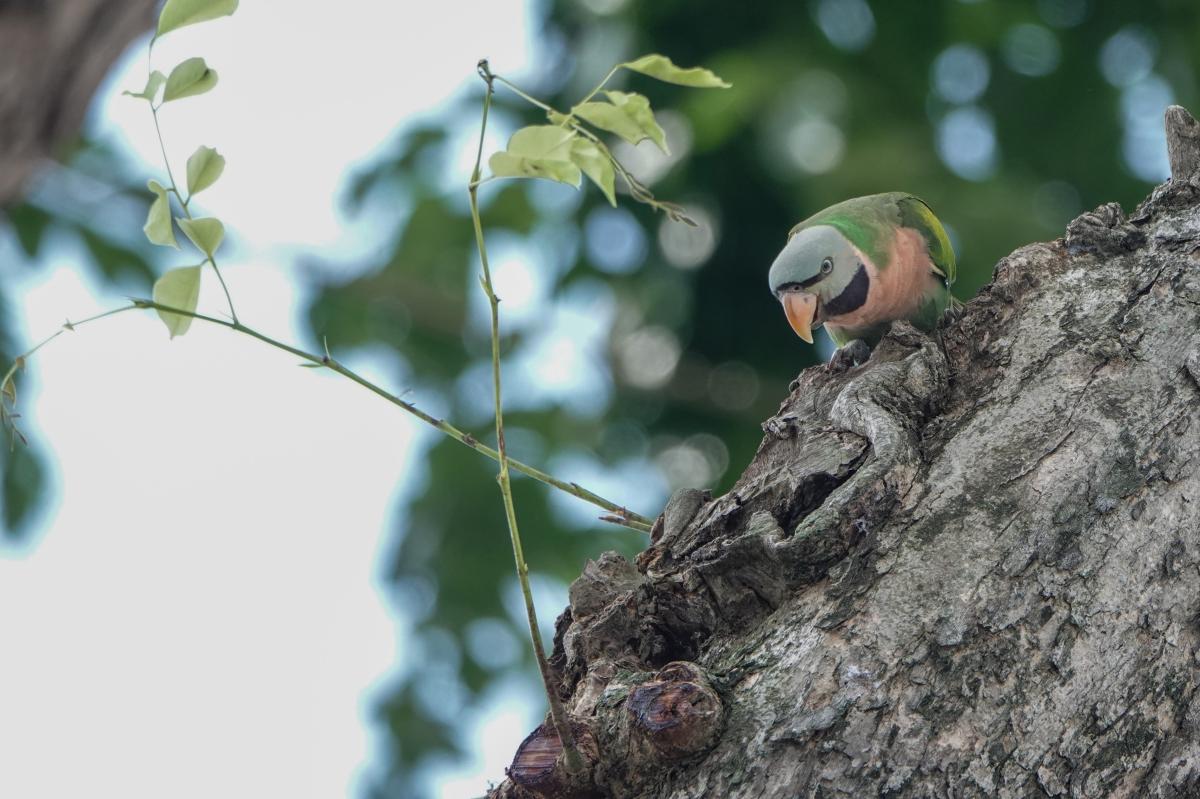 Red-breasted parakeet (Psittacula alexandri), Dog Run @ East Coast Park, Singapore, Singapore, 2025-09-27 Red-breasted parakeet (Psittacula alexandri)