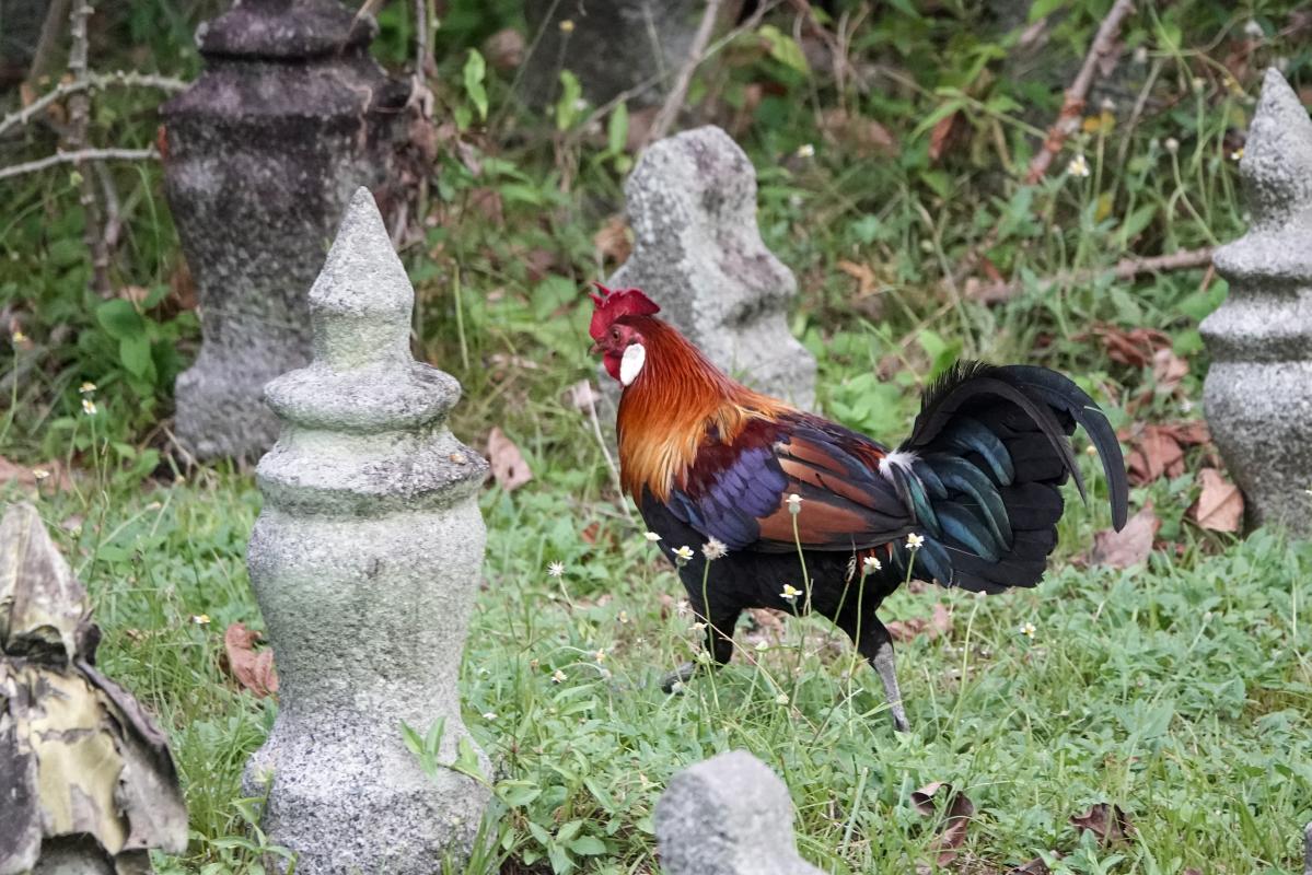 Red junglefowl (Gallus gallus)