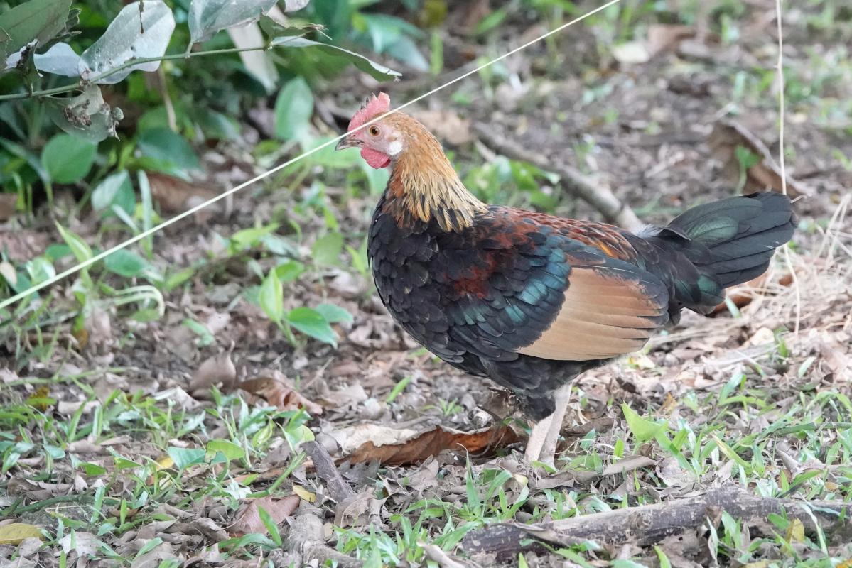 Red junglefowl (Gallus gallus)