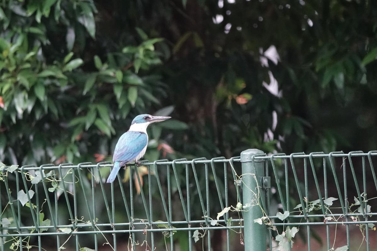 Sacred Kingfisher (Todiramphus sanctus)
