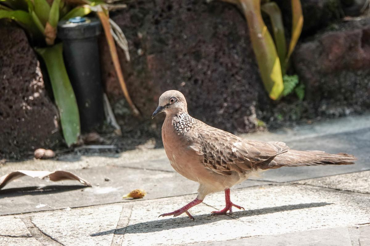 Spotted Dove (Spilopelia chinensis)