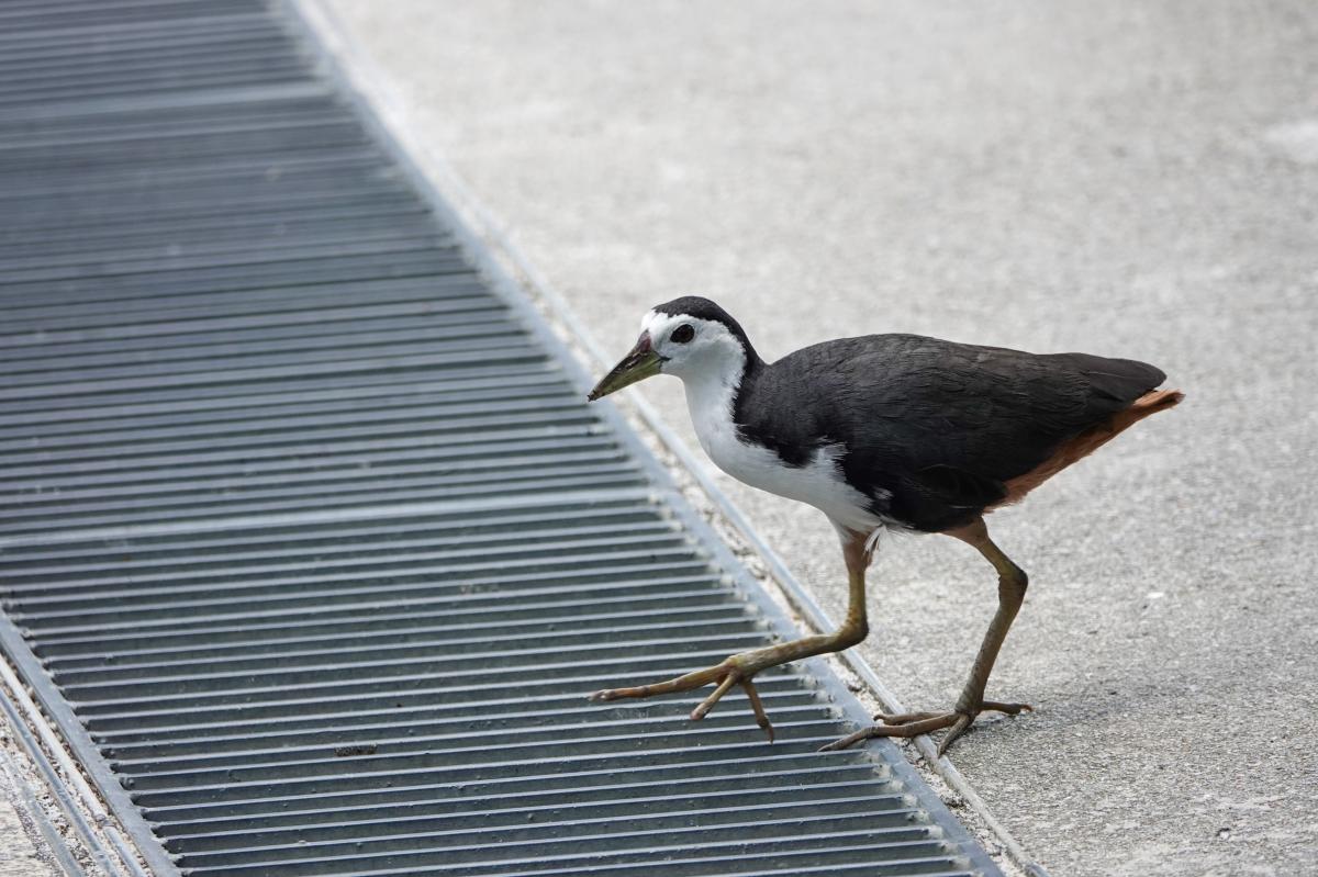 White-breasted waterhen (Amaurornis phoenicurus)