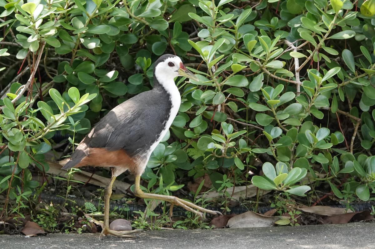 White-breasted waterhen (Amaurornis phoenicurus)