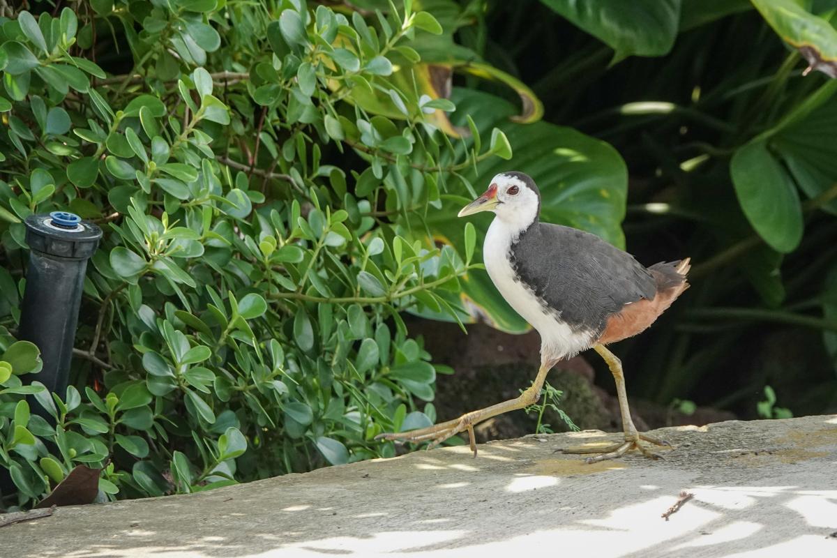 White-breasted waterhen (Amaurornis phoenicurus)