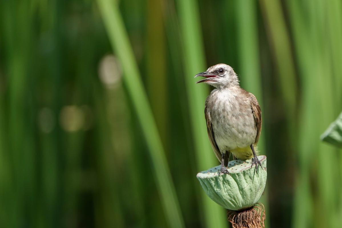 Yellow-vented bulbul (Pycnonotus goiavier)