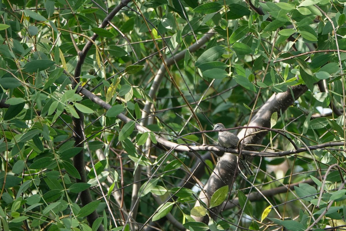 Zebra dove (Geopelia striata)
