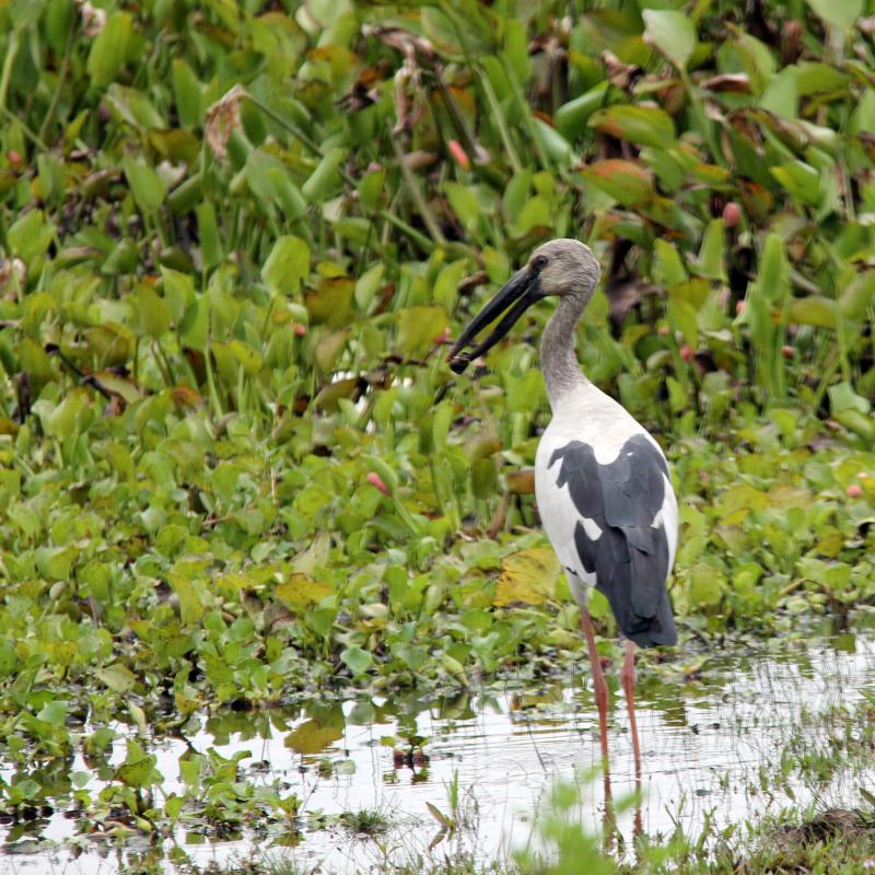 Asian openbill (Anastomus oscitans)